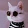 Кошки. Котики