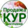 Продажа и доставка Кур-несушек | Куры76.рф