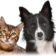 Котики ЮМОР для настроения + Советы Лайфхаки Выкройки