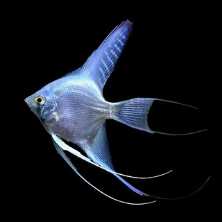 Aquarium FANgroup