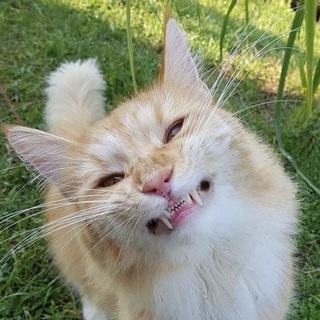 Котики tiktok foto video cat