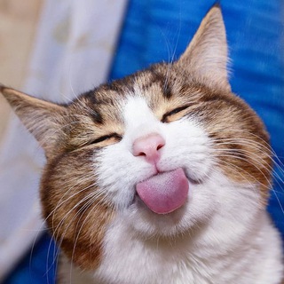 КотоМем