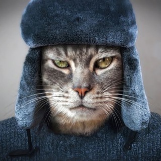 Коты Страх и Понты