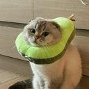 выпуклые коты
