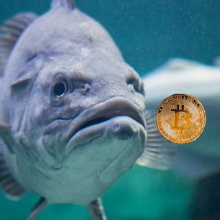 Crypto Окунь