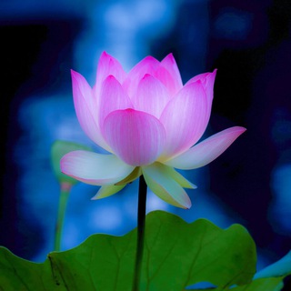 🌷Цветовод™₇₂ 🦠Тюмени🌼Цветы-экзоты