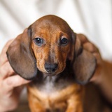 Dachshund_Chess_King