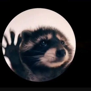 Енотик Педро🦝