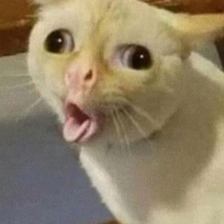 жопа кота