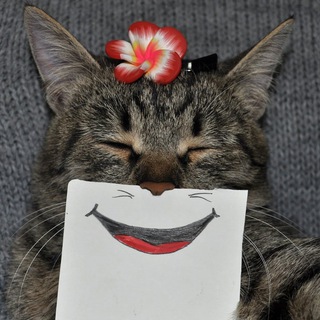 Котенька 🐈