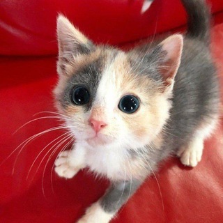 клуб любителей котиков🐱