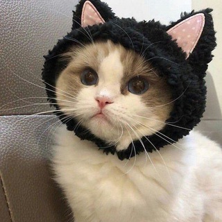 Творческое логово котика🐈