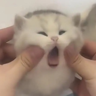 жвётный пикчанский