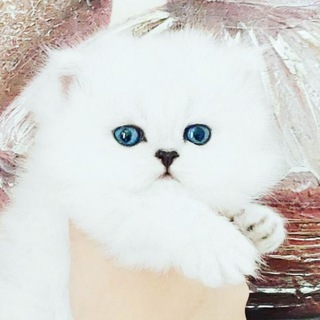 🍃🌸 𝓜𝓸𝓷 𝓐𝓶𝓲 🌸🍃 персидские котята