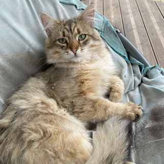 Наши Котейки