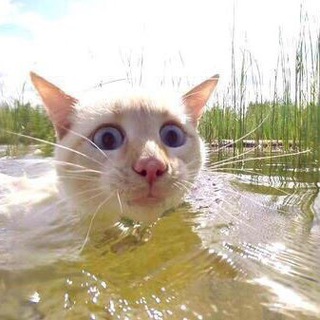 Не ту 兀