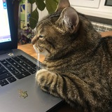 Оля и ее котокошки