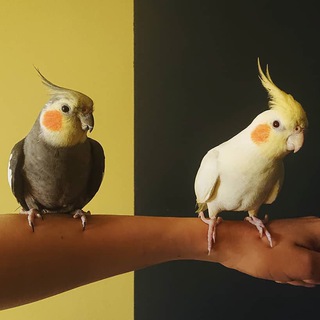 🦜 P A R R O D I S E 🦜