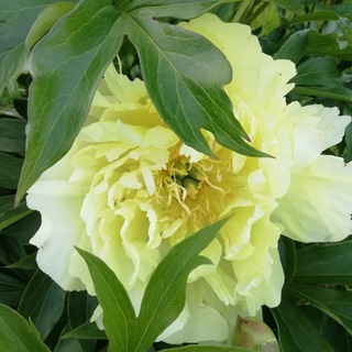 ПИОНЫ СПБ ( peony_edem )