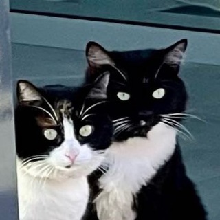 Степа, Макс и котики 🐈‍⬛