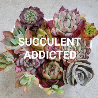 Succulent Addicted