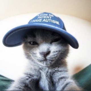 супер мили котики