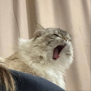 Трикота ж