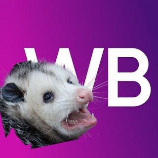 Wild Opossum