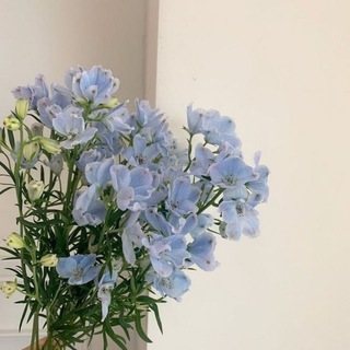 🔹wonyoungism blue🔹|🔹голубой воненизм🔹
